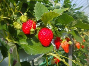 太陽社　観光いちご園