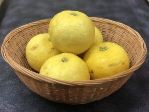 幻の香酸柑橘「ゲンコウ」（げんこう・元寇）